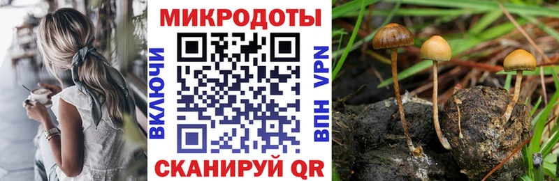 Галлюциногенные грибы Psilocybine cubensis Калачинск